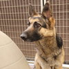 Buddy (now Zeus) (1/1)