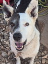 Reggie - Photo 1