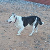 Reggie - Photo 5