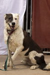 Reggie - Photo 4