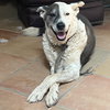 Reggie - Photo 2
