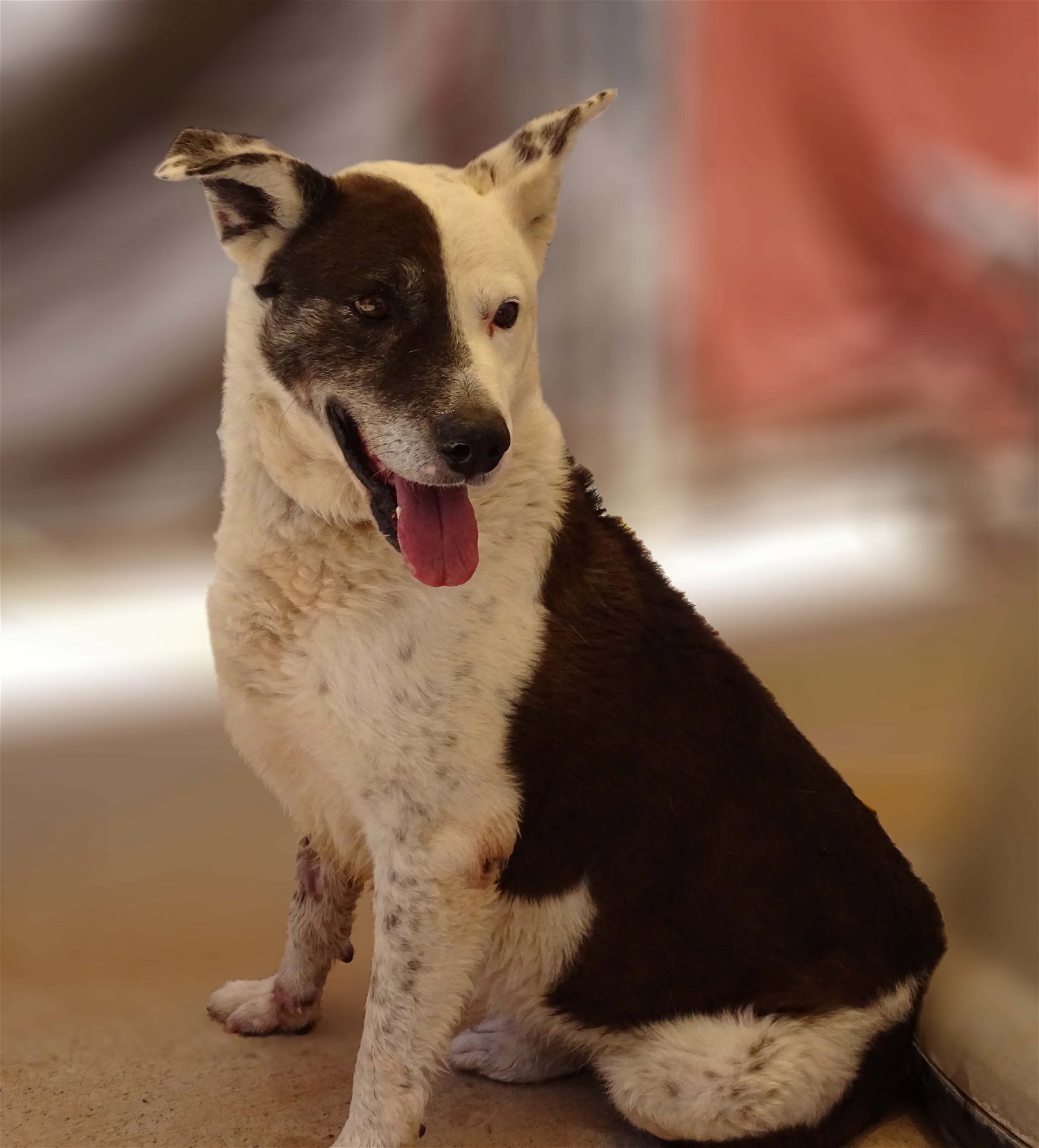 adoptable Dog in Cottonwood, AZ named Reggie