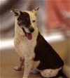 adoptable Dog in cottonwood, AZ named Reggie