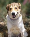 adoptable Dog in cottonwood, AZ named Django