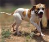 adoptable Dog in cottonwood, AZ named Oscar