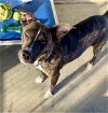 adoptable Dog in cottonwood, AZ named Millie