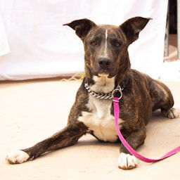 adoptable Dog in Cottonwood, AZ named Millie