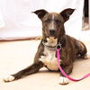 adoptable Dog in , AZ named Millie