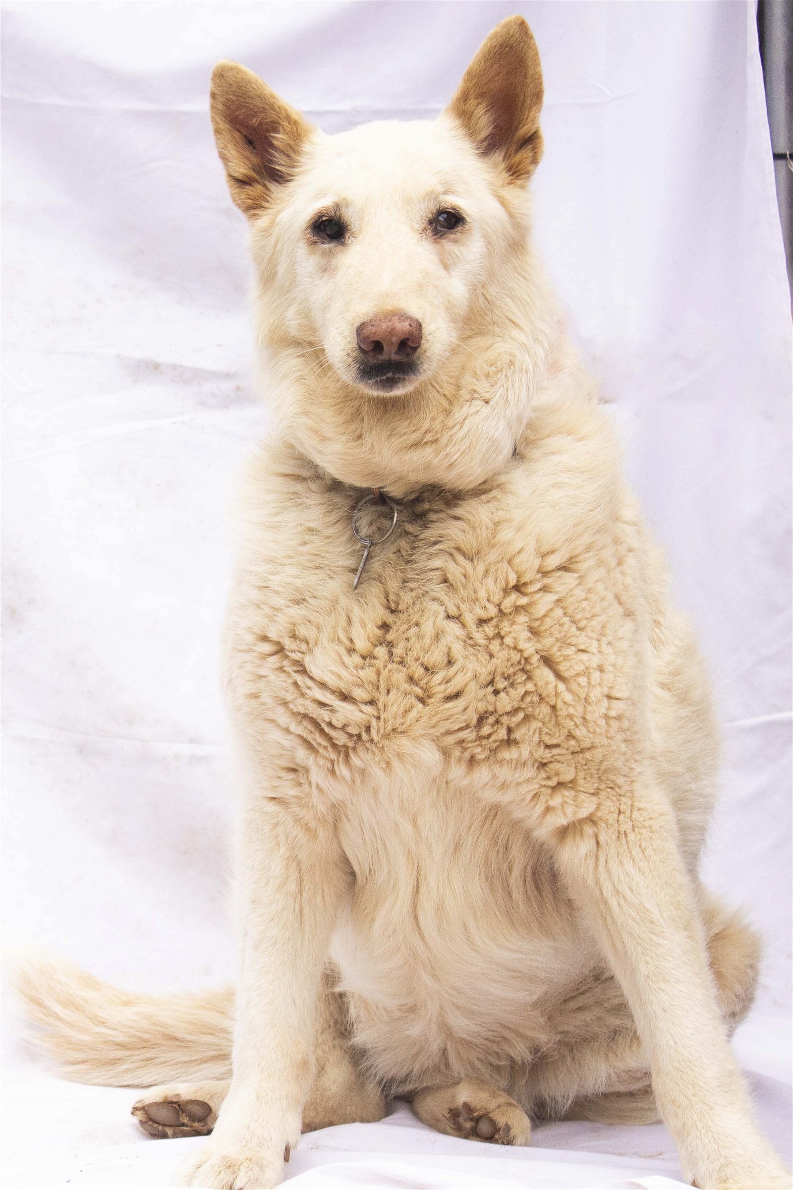 adoptable Dog in Cottonwood, AZ named Savannah