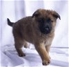 adoptable Dog in , AZ named Gunther
