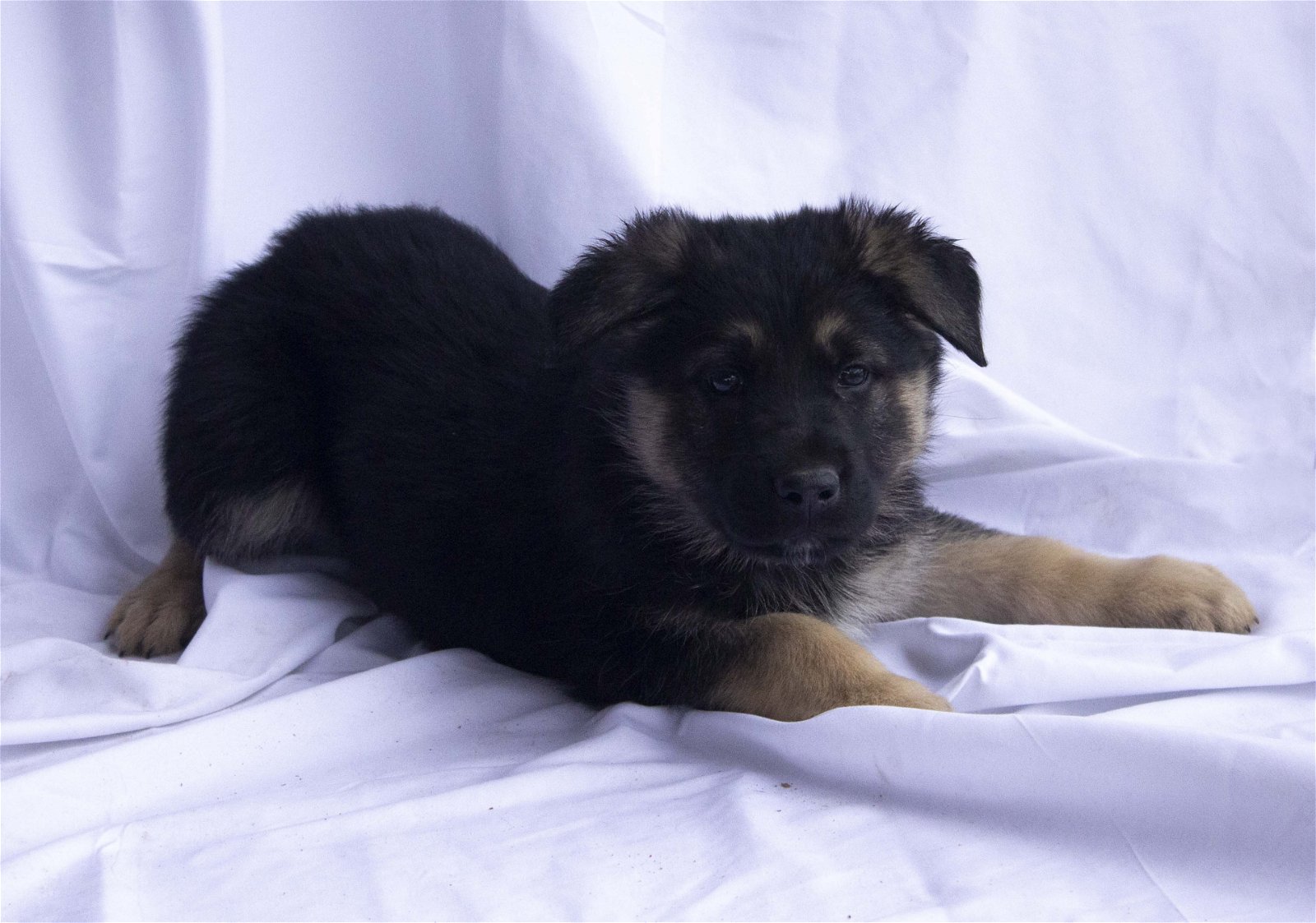 adoptable Dog in Cottonwood, AZ named Gunnar