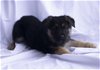 adoptable Dog in cottonwood, AZ named Gunnar