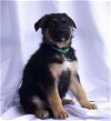 adoptable Dog in cottonwood, AZ named Loki