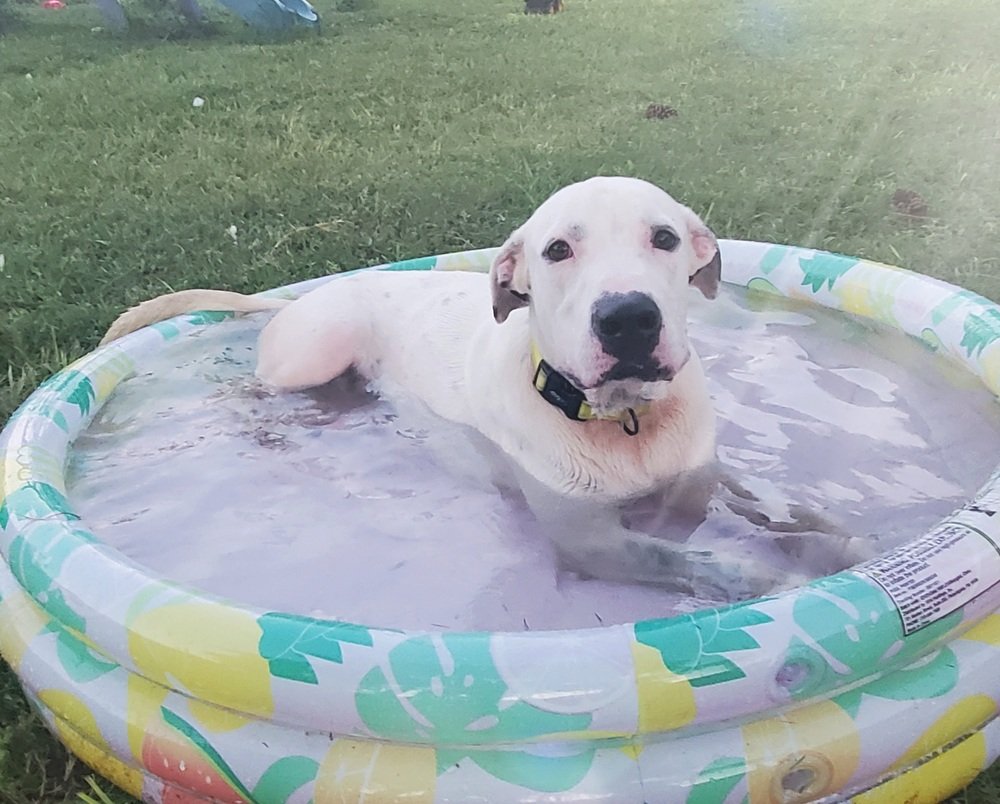 adoptable Dog in Sebring, FL named Marshmallow