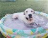 adoptable Dog in sebring, FL named Marshmallow