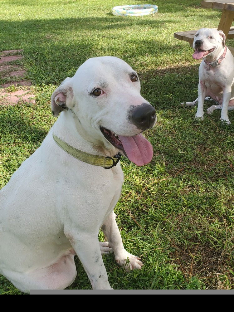 adoptable Dog in Sebring, FL named Marshmallow