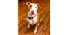 adoptable Dog in sebring, FL named Buttercup