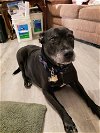 adoptable Dog in sebring, FL named Dude