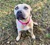 adoptable Dog in sebring, FL named Envy