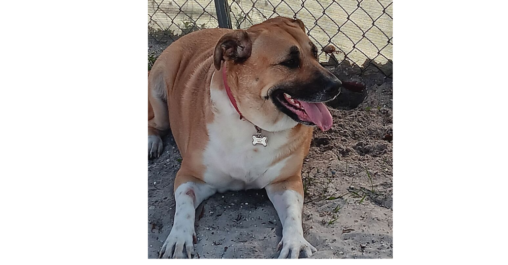 adoptable Dog in Sebring, FL named Clarice
