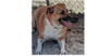 adoptable Dog in sebring, FL named Clarice