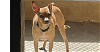 adoptable Dog in sebring, FL named Tanner 2