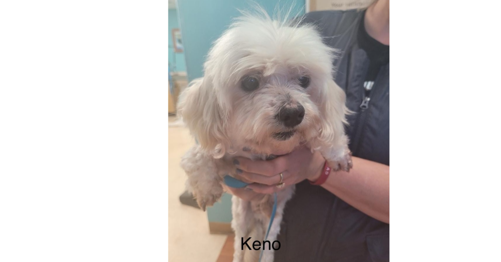 adoptable Dog in Sebring, FL named Keno