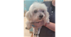 adoptable Dog in sebring, FL named Keno