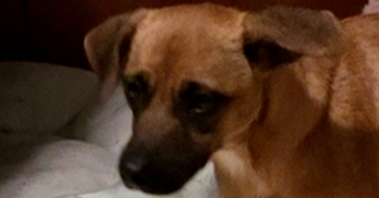 adoptable Dog in Sebring, FL named Cherry