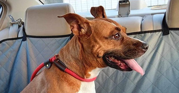 adoptable Dog in Sebring, FL named Diamond