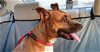 adoptable Dog in sebring, FL named Diamond