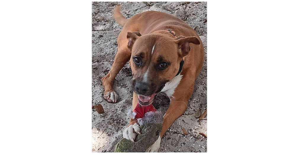 adoptable Dog in Sebring, FL named Diamond