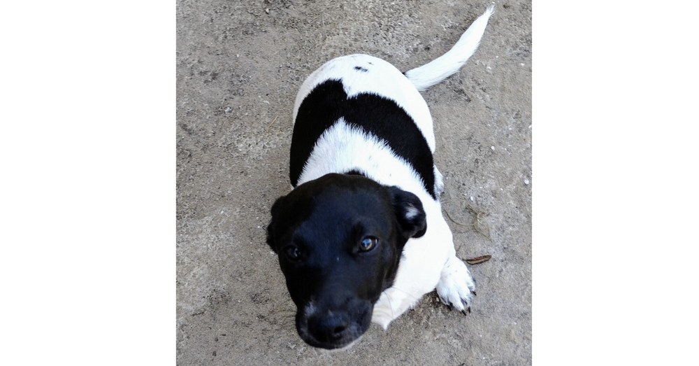 adoptable Dog in Sebring, FL named Bruno