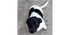 adoptable Dog in sebring, FL named Bruno
