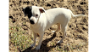 adoptable Dog in sebring, FL named Patch