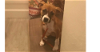 adoptable Dog in sebring, FL named Ramona
