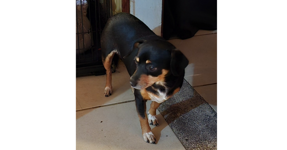 adoptable Dog in Sebring, FL named Terra