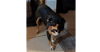 adoptable Dog in sebring, FL named Terra