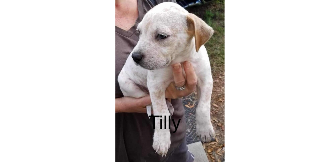 adoptable Dog in Sebring, FL named Tilly
