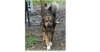 adoptable Dog in sebring, FL named Canelo 2/ Forest