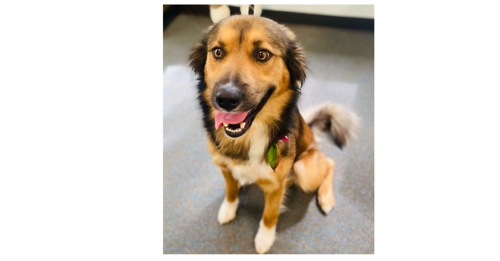 adoptable Dog in Sebring, FL named Forest/Canelo 2