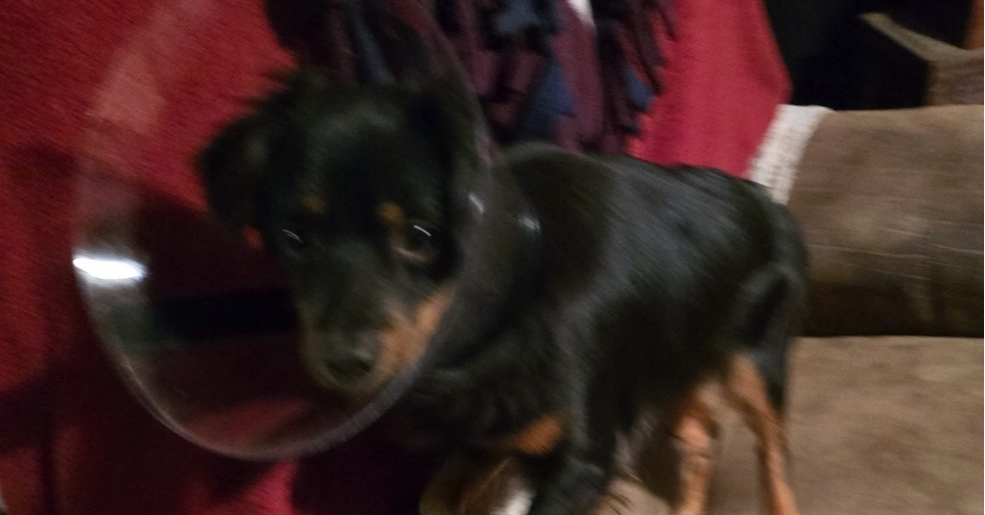 adoptable Dog in Sebring, FL named Blackjack