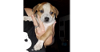 adoptable Dog in sebring, fl, FL named Tonka