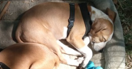 adoptable Dog in Sebring, FL named Tonka