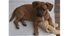 adoptable Dog in sebring, fl, FL named Wiggles