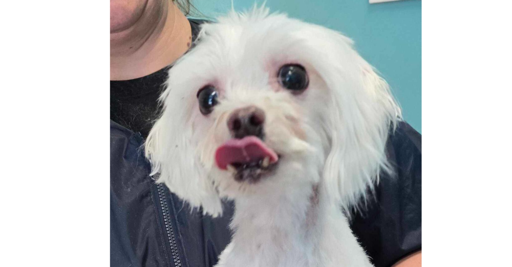 adoptable Dog in Sebring, FL named Max 4