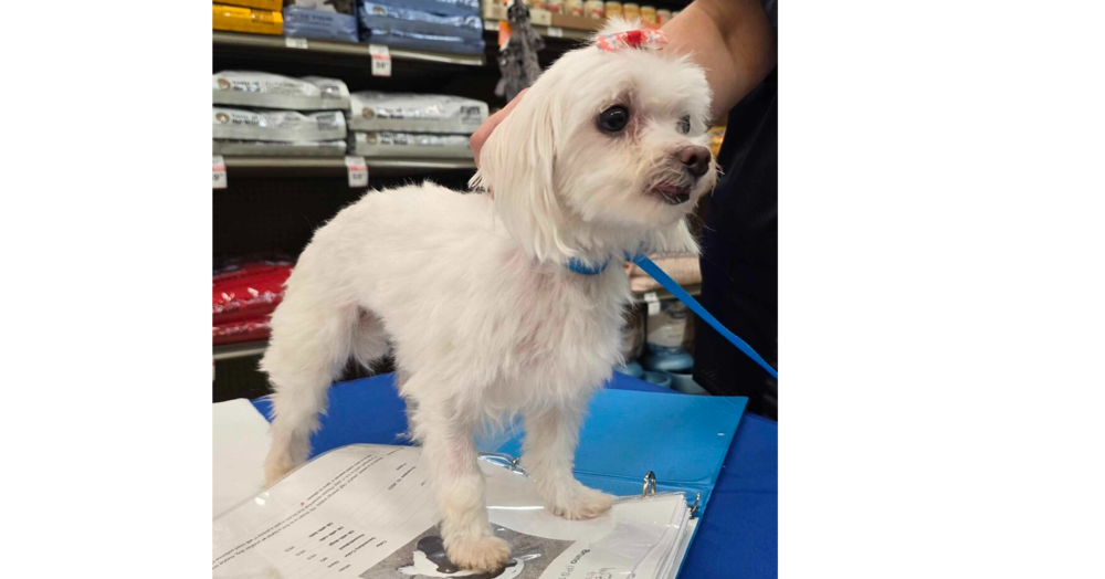 adoptable Dog in Sebring, FL named Teddy 3