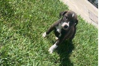 adoptable Dog in Sebring, FL named Reba's puppy Oreo