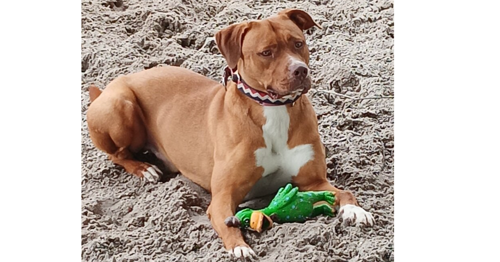 adoptable Dog in Sebring, FL named Toby 2