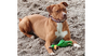 adoptable Dog in  named Toby 2